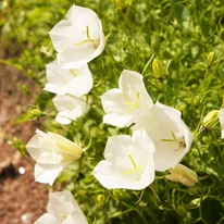 Nyáron nyílnak a Campanula persicifolia Takion White bókoló virágai.
