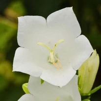 Közeli kép a Campanula persicifolia Takion White virágáról.
