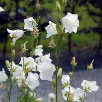Hosszú szárakon emeli ki virágait a Campanula persicifolia Takion White.