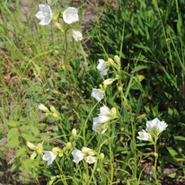 A Campanula persicifolia Takion White habitusa.
