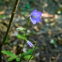 A Campanula persicifolia Coerulea virágformája.