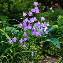 A Campanula persicifolia Coerulea baracklevelű harangvirág kinézete virágzáskor.