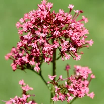 Centranthus ruber Coccineus virágai közelről.