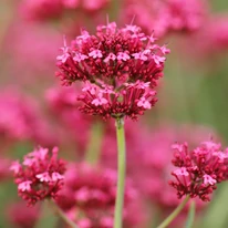 Hajlamos újravetni magát a Centranthus ruber Coccineus.