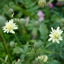 Kecses, hosszú szárak végén hozza virágait a Cephalaria gigantea.