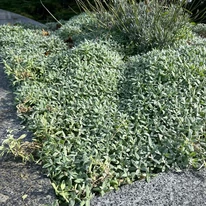 Nagyszerűen mutat kőedényekben vagy sziklakertben a Cerastium tomentosum évelő.