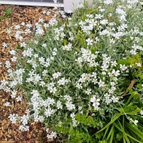 Cerastium tomentosum kinézete késő tavasszal. 