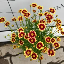 Coreopsis Little Bang Red Elf - Bordó menyecskeszem