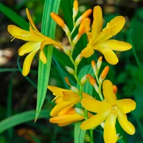 Crocosmia George Davidson aranysárga virágai és narancssárgás bimbói.