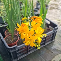 A sáfrányfű sárga virága kertészeti webáruházunk telephelyén szeptember közepén. 