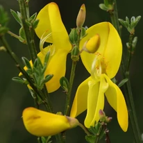 Cytisus scoparius MIX - Seprűzanót