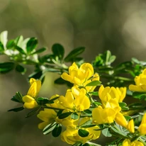 Cytisus scoparius MIX - Seprűzanót