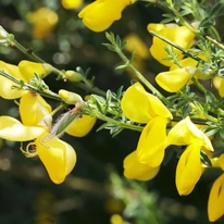 Cytisus scoparius MIX - Seprűzanót
