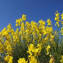 Cytisus scoparius MIX - Seprűzanót