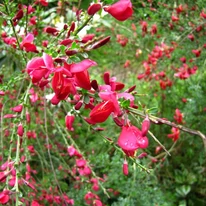 Cytisus scoparius MIX - Seprűzanót