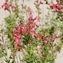 Cytisus scoparius MIX - Seprűzanót
