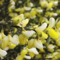 Cytisus scoparius MIX - Seprűzanót