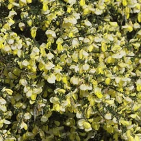 Cytisus scoparius MIX - Seprűzanót