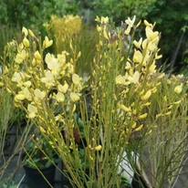 Cytisus scoparius MIX - Seprűzanót