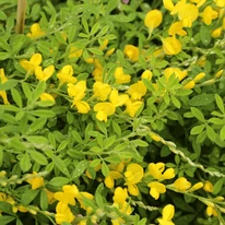 A Cytisus procumbens tavasszal citromsárga virágokkal élénkíti a kertet.