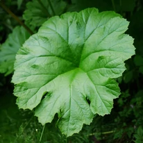A Darmera peltata, pajzslevél kinézete közelről.