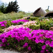 Delosperma cooperi hosszan virágzó évelő szegélynövényként.