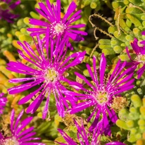 Delosperma spalmanthoides Aurea délvirág bíbor színű virágai.
