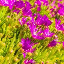 Virágzó Delosperma spalmanthoides Aurea délvirág.