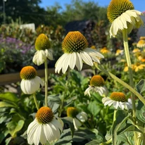 Echinacea purpurea - Fehér kasvirág