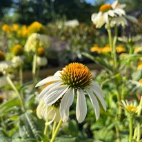 Echinacea purpurea - Fehér kasvirág