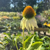 Echinacea purpurea - Fehér kasvirág