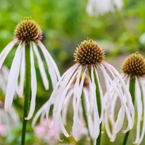 Echinacea pallida Hula Dancer halvány kasvirágok virágzata közelről.