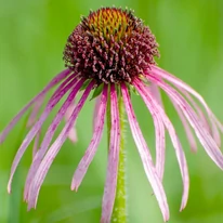 Echinacea pallida virága közelről.