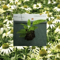 Echinacea purpurea - Fehér kasvirág