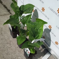 Echinacea purpurea - Fehér kasvirág
