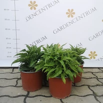 Vegyes színű Echinacea purpurea növények áprilisban kertészeti telephelyünkön.