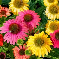 Vegyes színű Echinacea purpurea virágok.