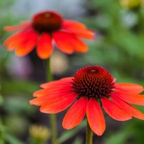 Az Echinacea purpurea élénk színű virágai. 
