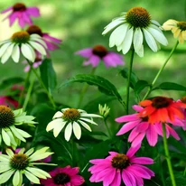 Több színű Echinacea purpurea virágok.