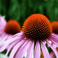 A kiemelkedő fészekvirágzat az Echinacea jellegzetessége.