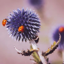 Kedvelik a rovarok és beporzók az Echinops bannaticus Taplow Blue növényt.