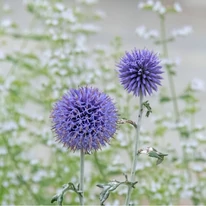 Kellemes színt, játékosságot és izgalmas formákat visz a kertbe az Echinops.