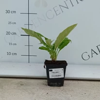 Kék szamárkenyér 9 cm-es cserépben kertészetünkben, augusztusban. 