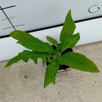 Kék szamárkenyér levelei augusztusban. 