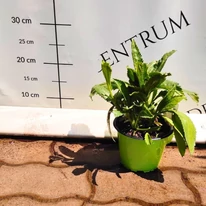 Leucanthemum x superbum CS14 - Margaréta
