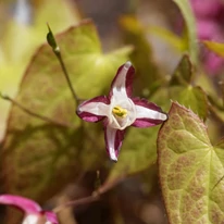 Epimedium rubrum - Tündérvirág