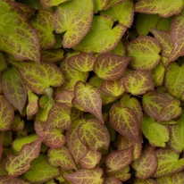 Epimedium rubrum - Tündérvirág
