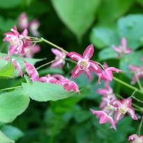 Epimedium rubrum - Tündérvirág