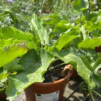 Eryngium - Kék iringó