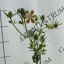 Elágazó, különleges megjelenésű évelő az Eryngium.